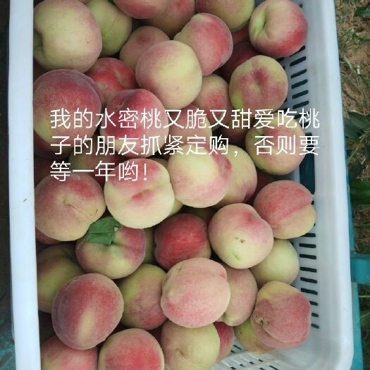 肥城市红桃 山东肥城桃只有亲口尝一尝才能领悟什么是真正的桃子。
