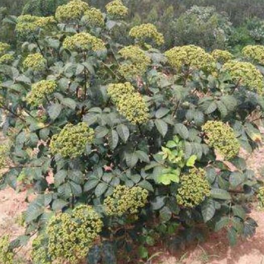 岑巩县 中花吴茱萸，有需要采购的请联系我。希望真诚合作。