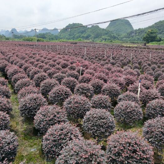 阳朔县双面红 红俊木，木犀榄，红叶石楠，女贞，四季桂，50至100公分
