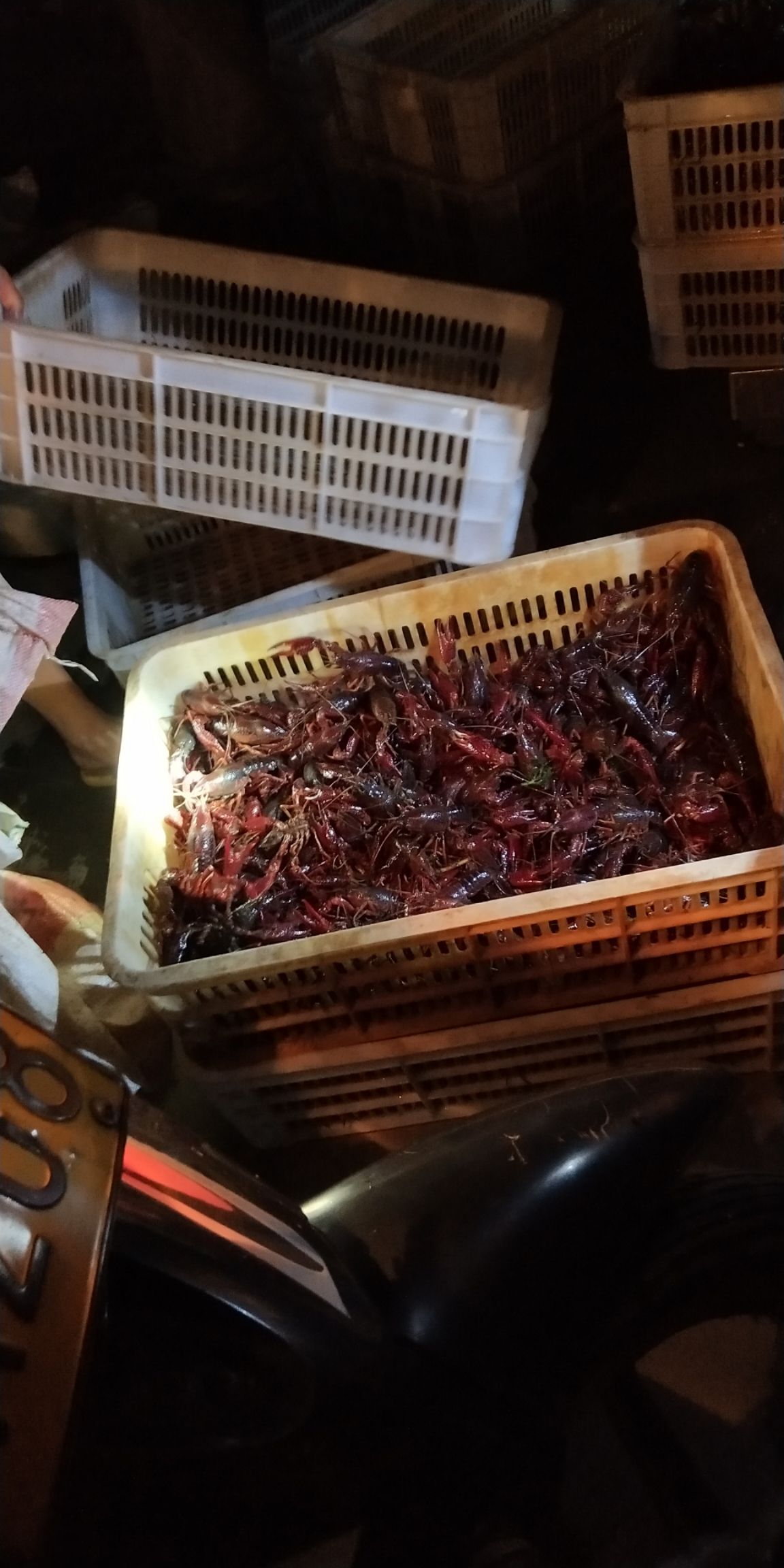 洪湖市青壳小龙虾 基地养殖，规格齐全，价格美丽，24小时发货
