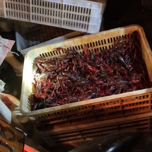 洪湖市青壳小龙虾 基地养殖，规格齐全，价格美丽，24小时发货