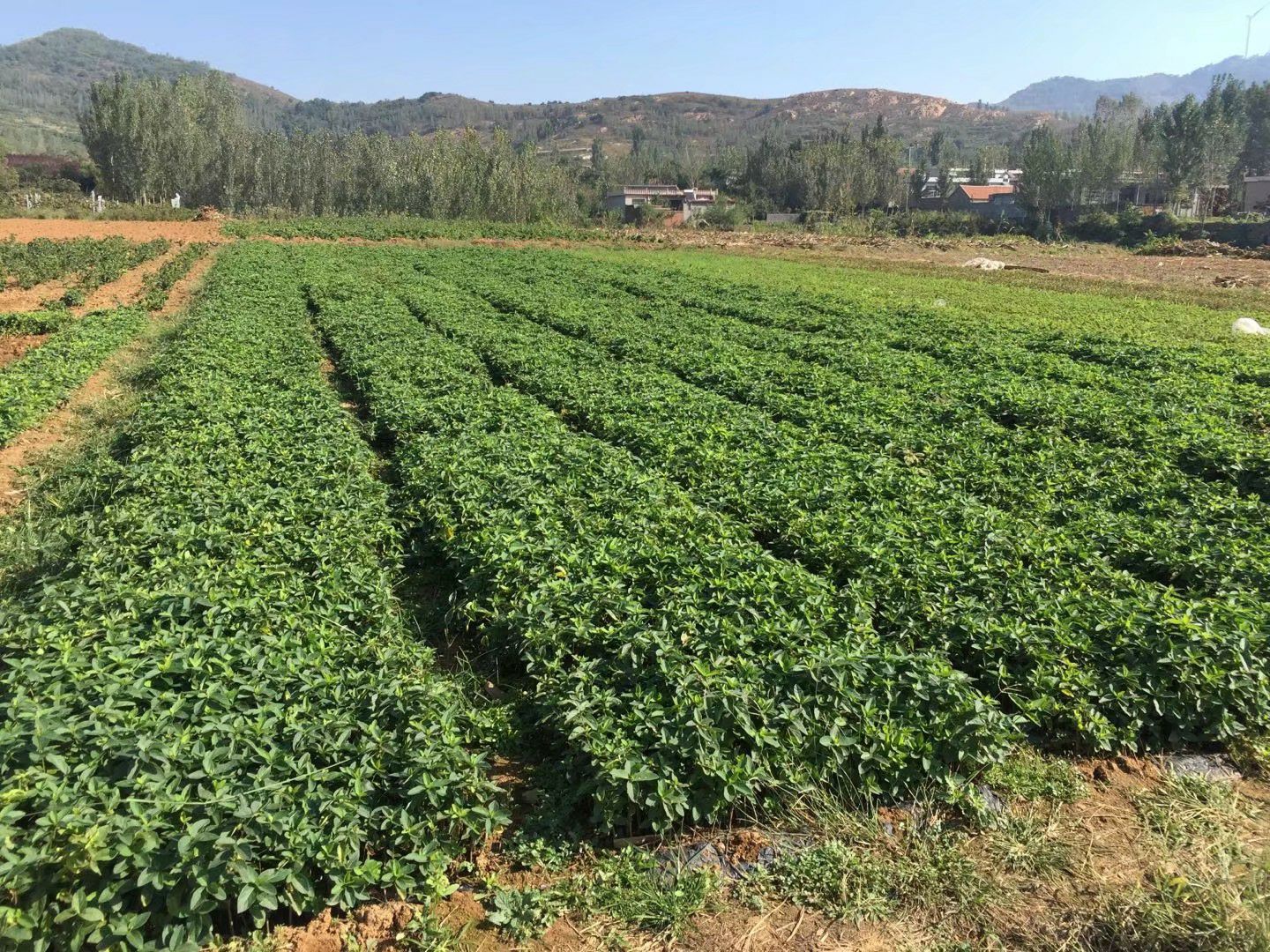 鲁峪一号金银花苗