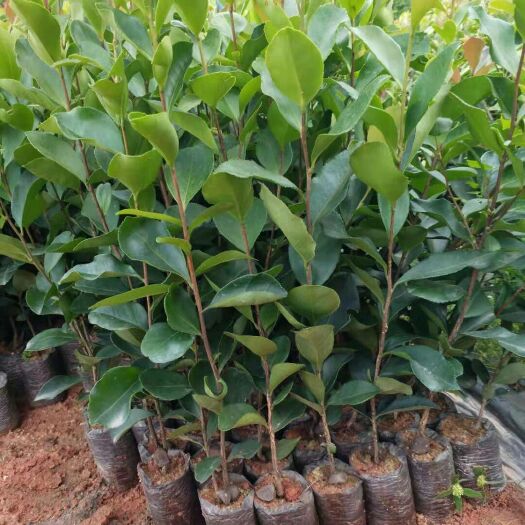 博白县 油茶苗