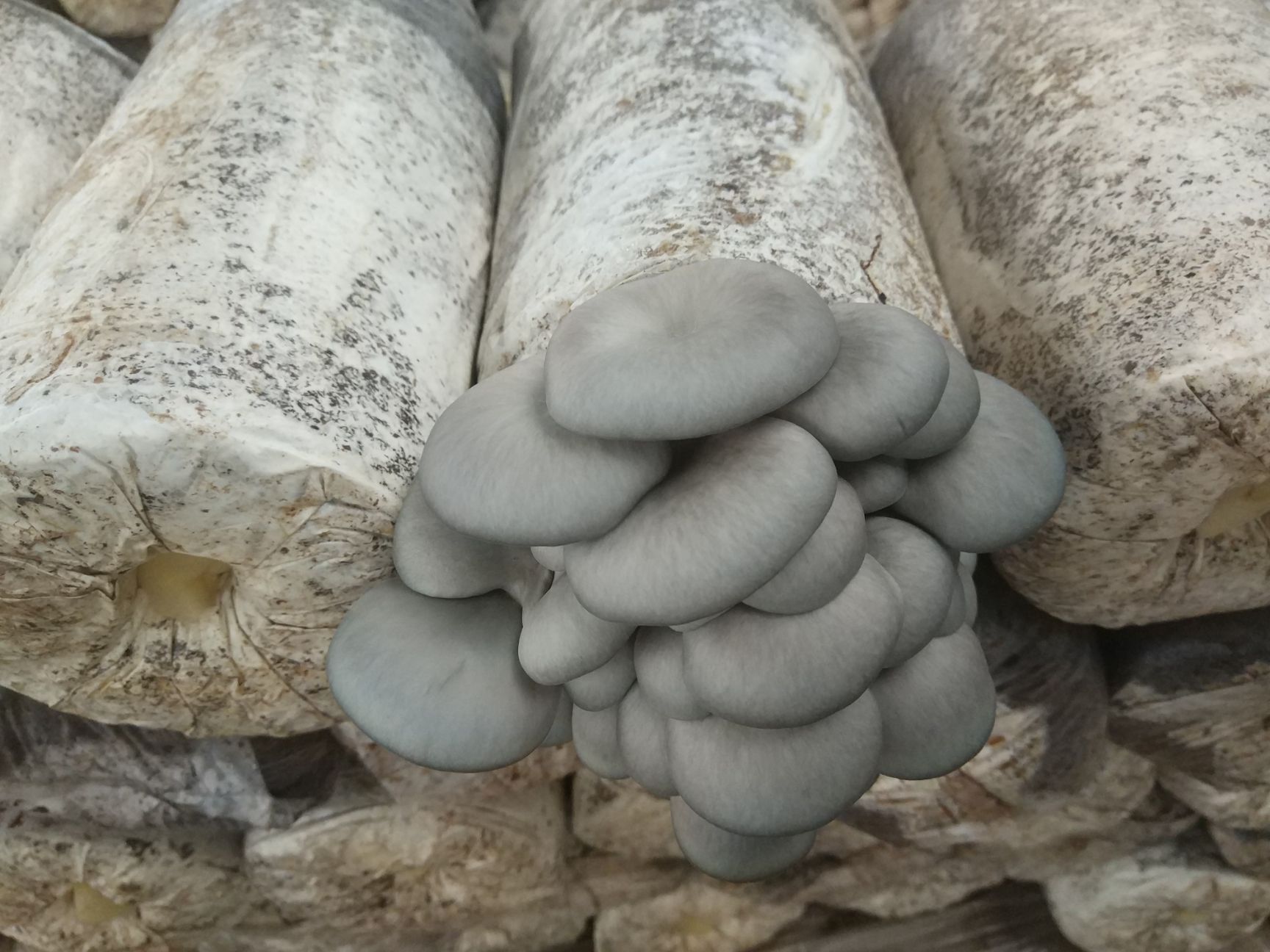 鲜平菇 6cm~8cm