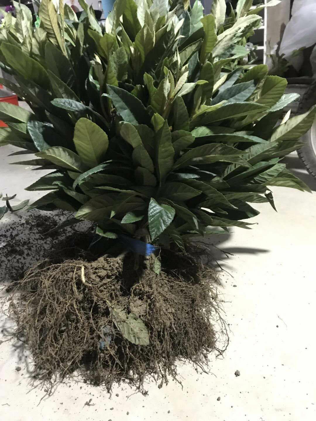  大红袍枇杷苗一年到三年大小不同价格不同