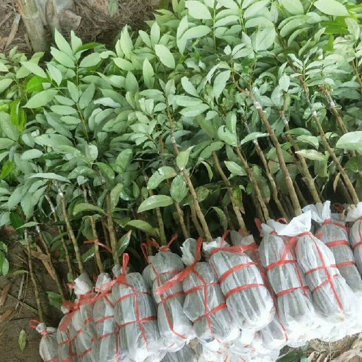 灵山县 无核荔枝 桂味荔枝 妃子笑荔枝 糯米糍荔枝苗
