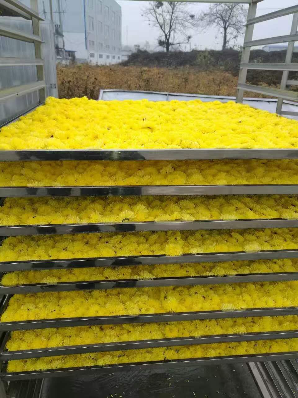  金丝皇菊烘干机–xuchuan/旭川重工–金银花烘干机