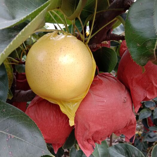 西华县 黄金梨大量供应