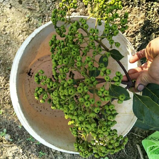 马山县吴茱萸 中花吴朱葵