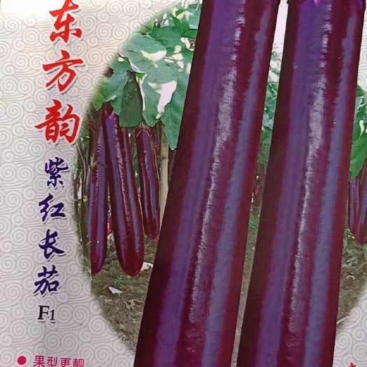 涡阳县 茄子东方韵紫红长茄安徽亳州大量上市