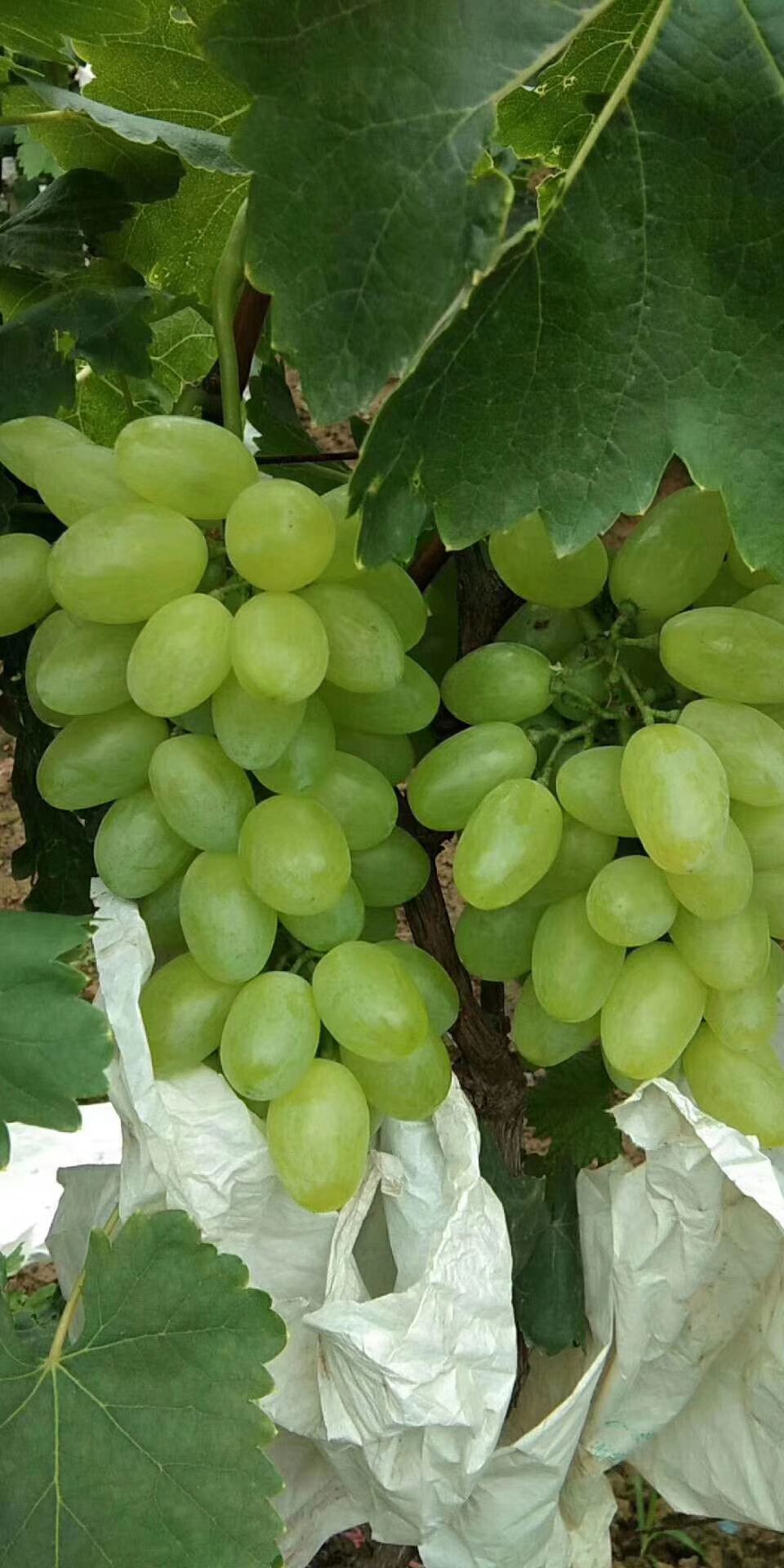 维多利亚葡萄 1-1.5斤 5%以下 1次果