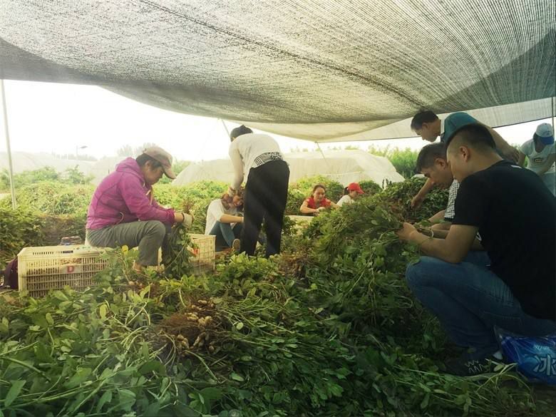 新鲜 25 年 湿花生，现挖现发带壳湿花生