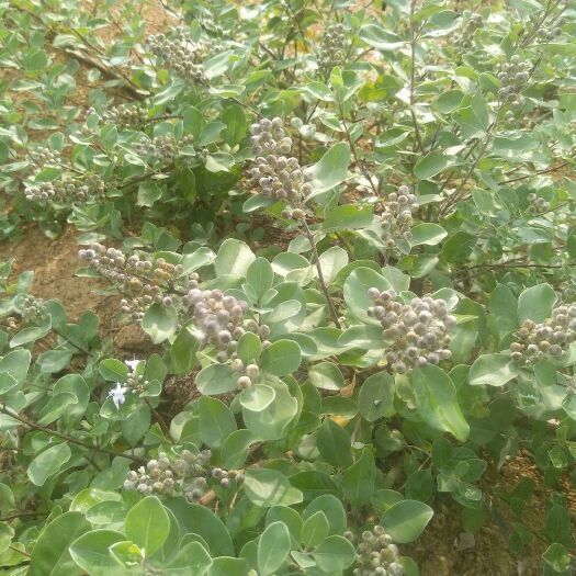 怀宁县蔓荆子枝条  本种植基地长年供应蔓荆子大苗，小苗及扦插枝条，回收蔓荆子果实