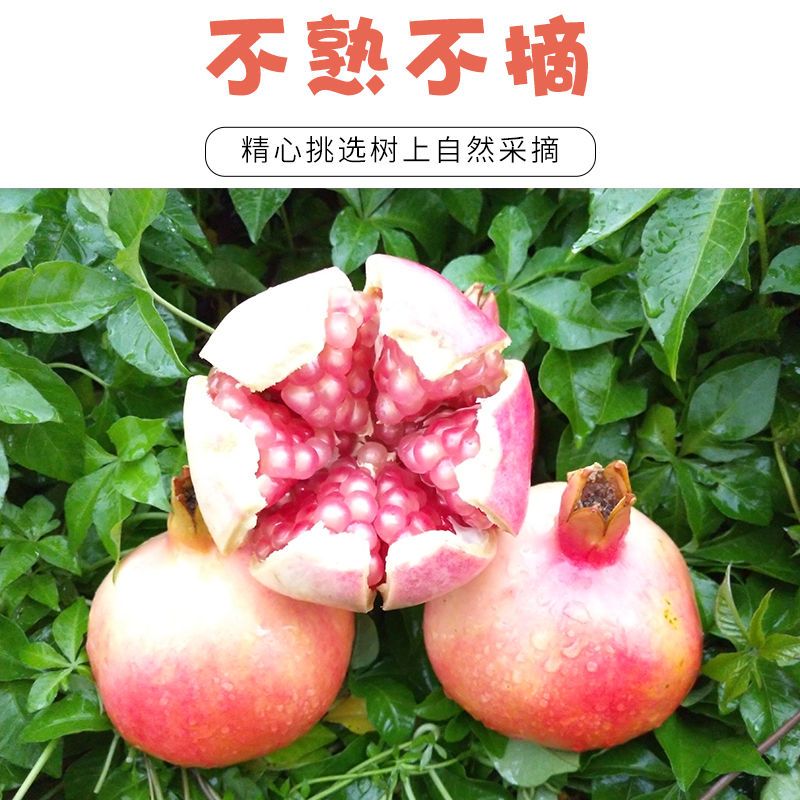  现货云南蒙自石榴新上市鲜果大味美香甜水果