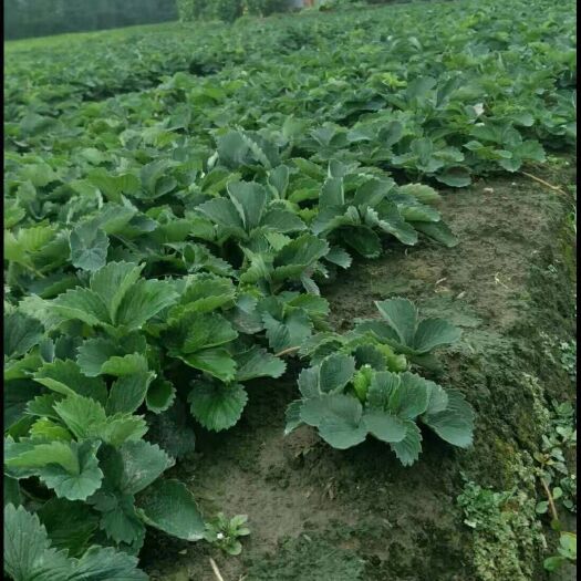 彭州市 高山草莓苗  提前花芽分化   产量高  量大从优