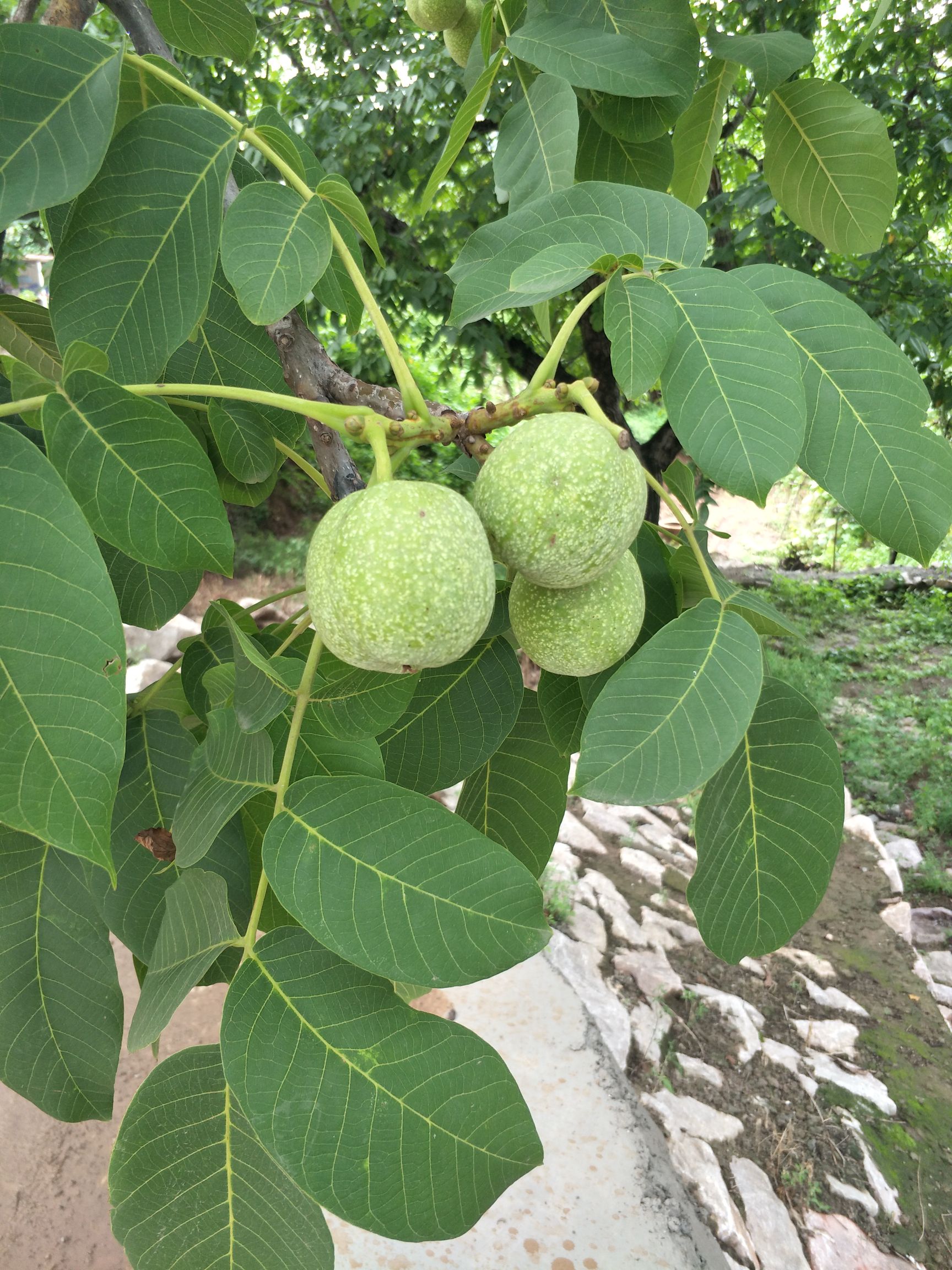  自己家的核桃园