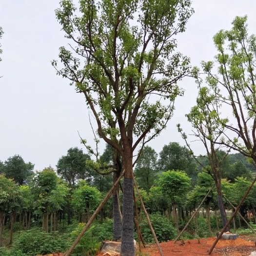 益阳 全冠移植香樟15-30公分