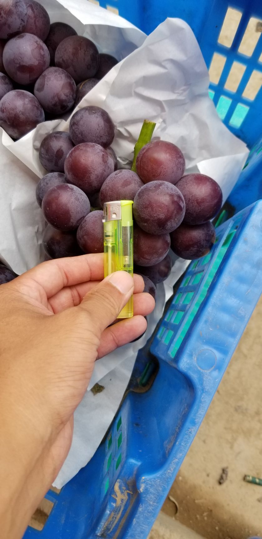 乒乓球葡萄 滕稔  乒乓球  河北产地直供   质量好价格便