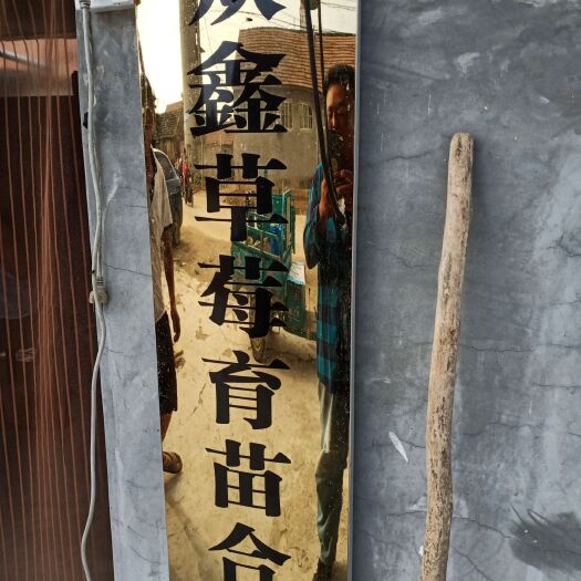 平度市牛奶草莓苗 10公分以下 地栽苗