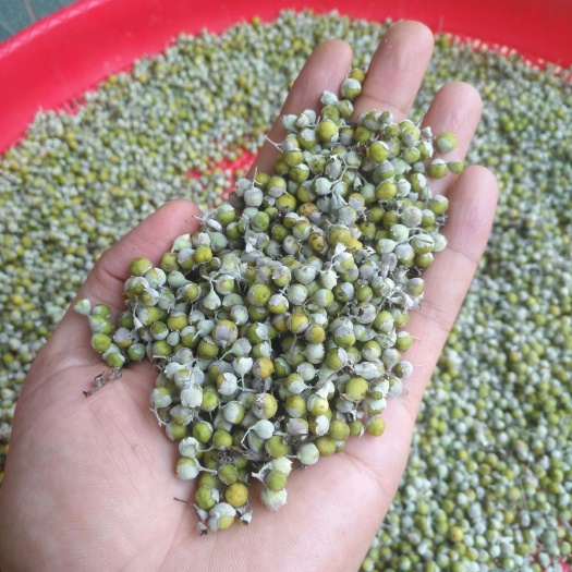 樟树市蔓荆子苗 蔓荆子干果