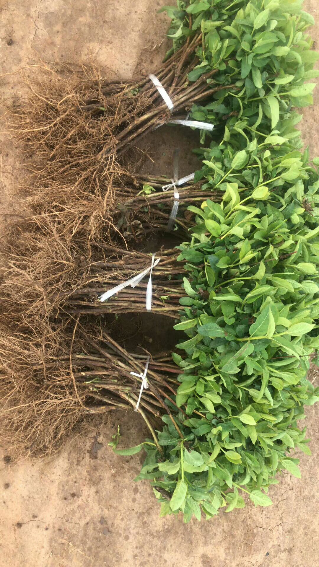  金银花苗木四季金银花小苗需要的联系