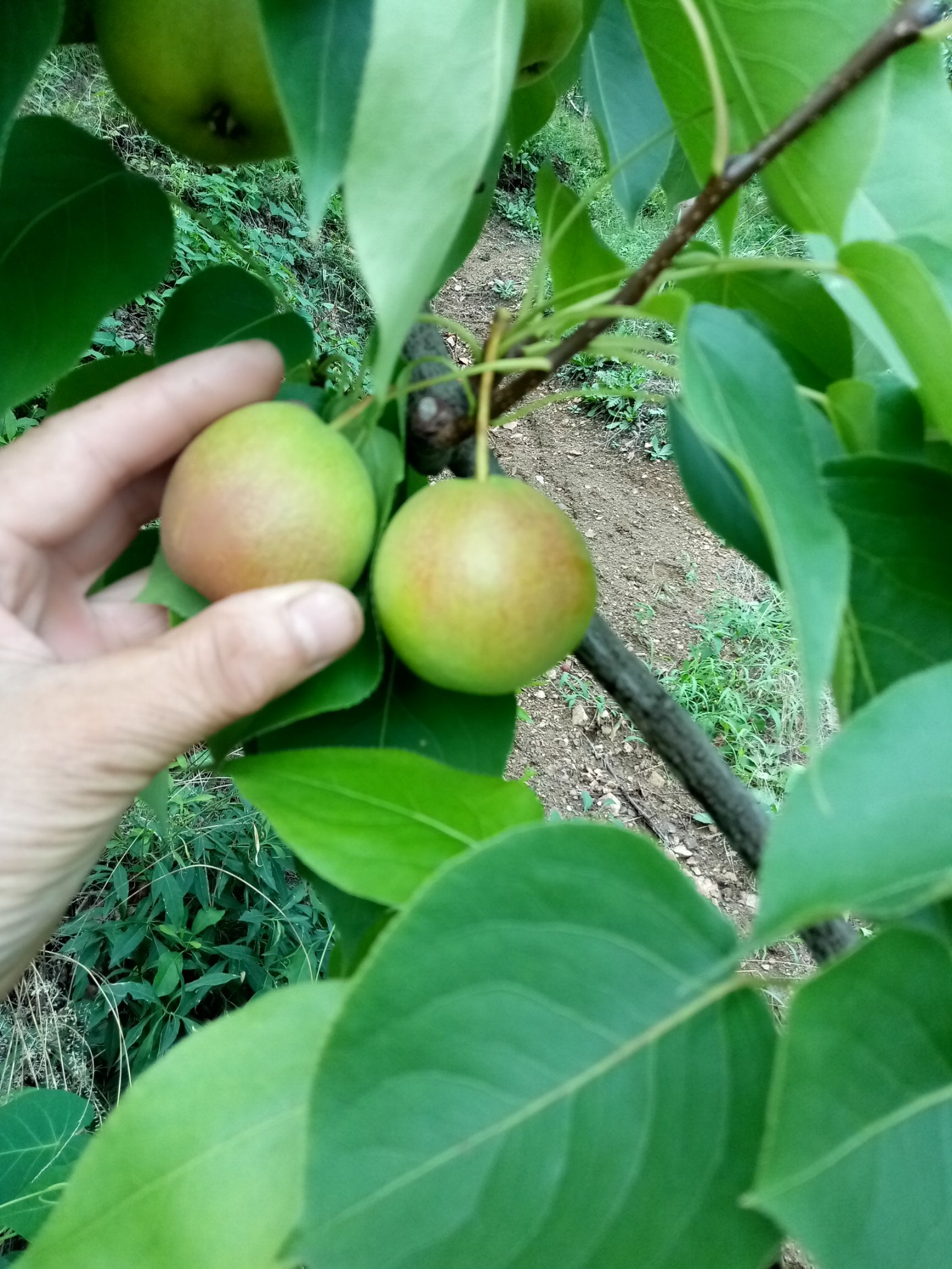  南果梨長勢喜人，還得一個月成熟，有需要的聯(lián)系我！