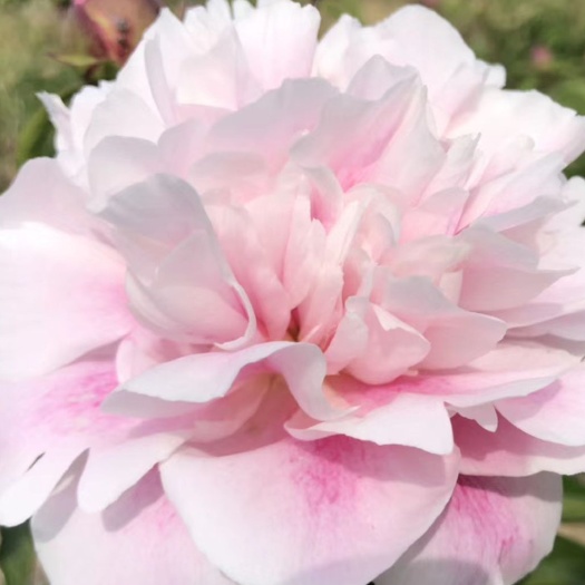 长春中药材赤芍 赤芍