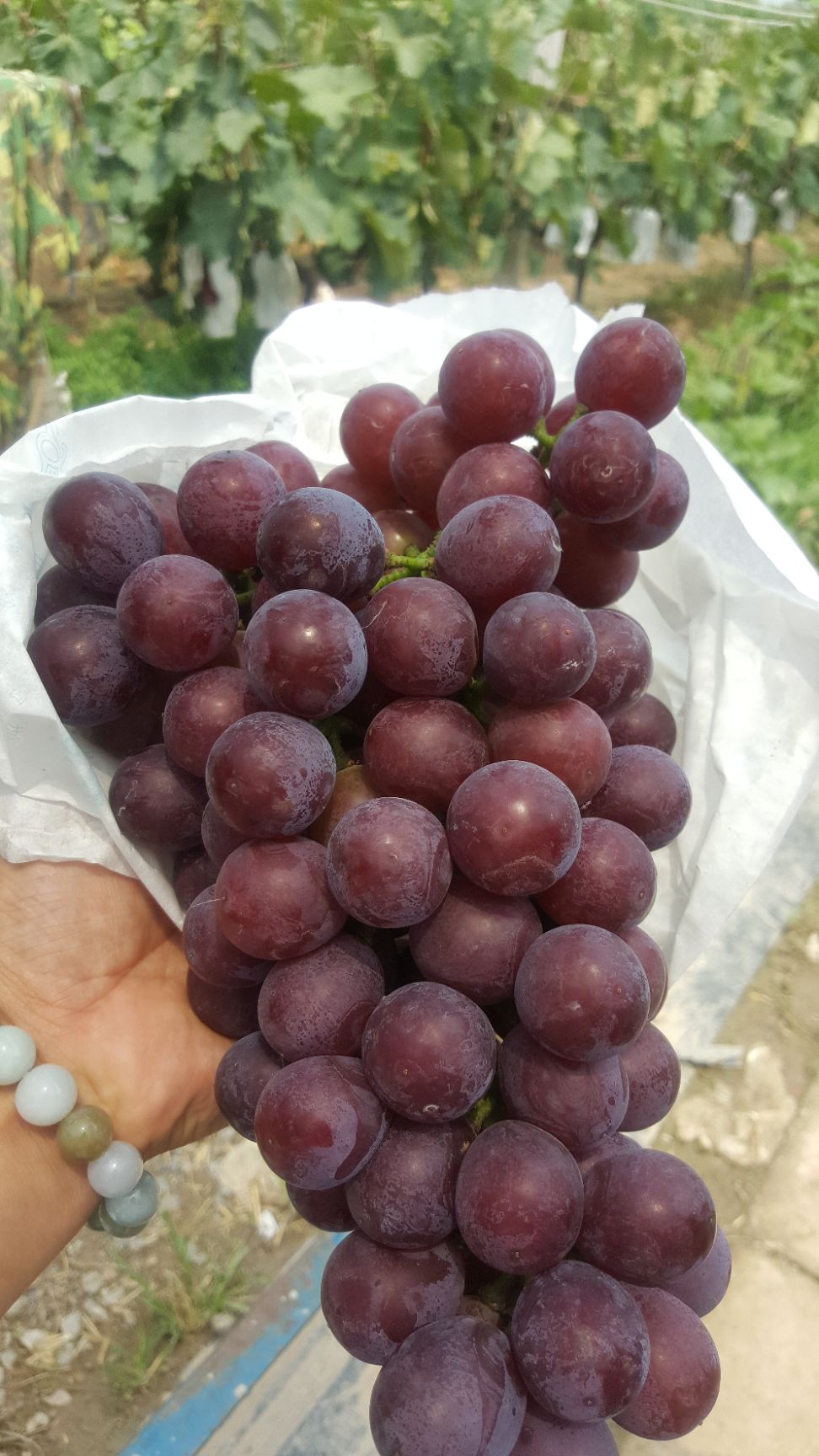 超极无核 甜，口感好，量多可送货，最重要的是没打催熟剂