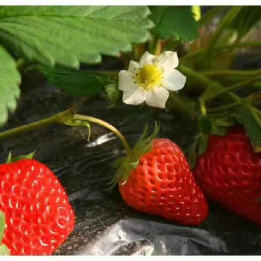 泰安章姬草莓苗  基地批发奶油草莓苗适合南北方种植露天奶油草莓苗成活率高