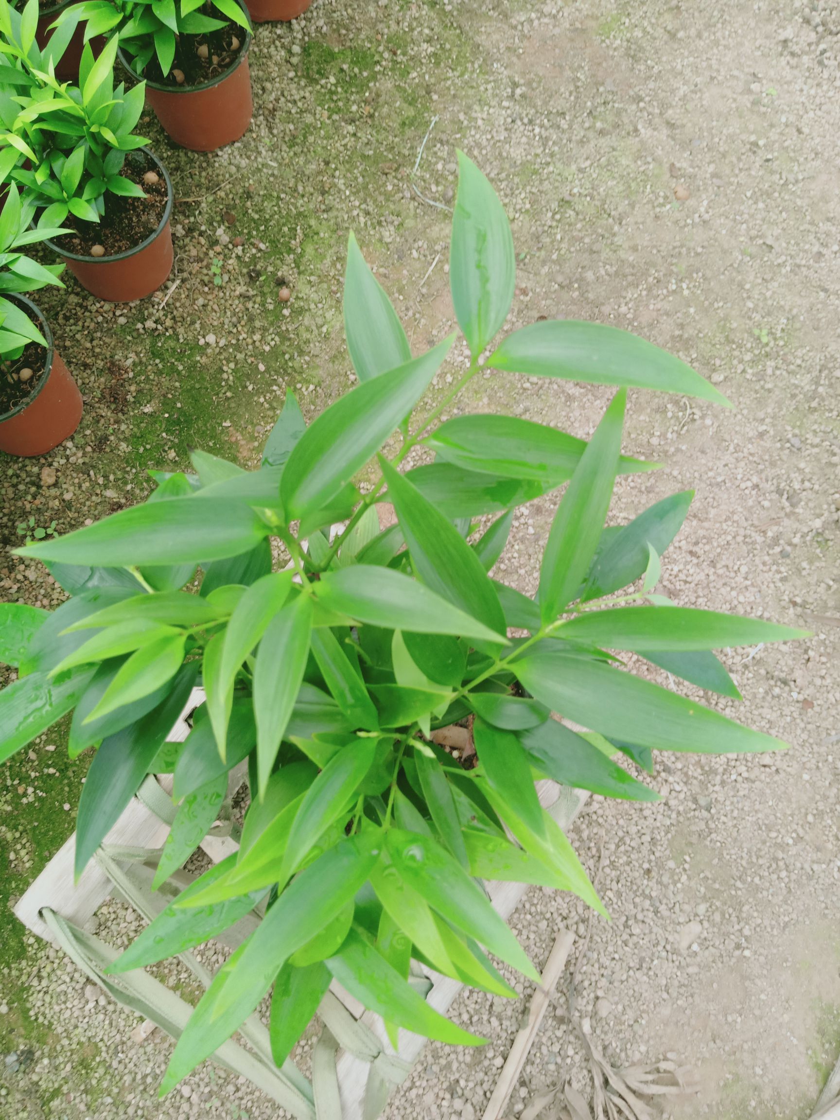 四季常青 竹柏 竹葉柏綠色植物 桌面盆栽 花卉綠植防輻射