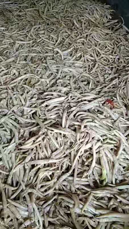 深圳 乡下纯手工白辣椒，，口感杠杠滴脆