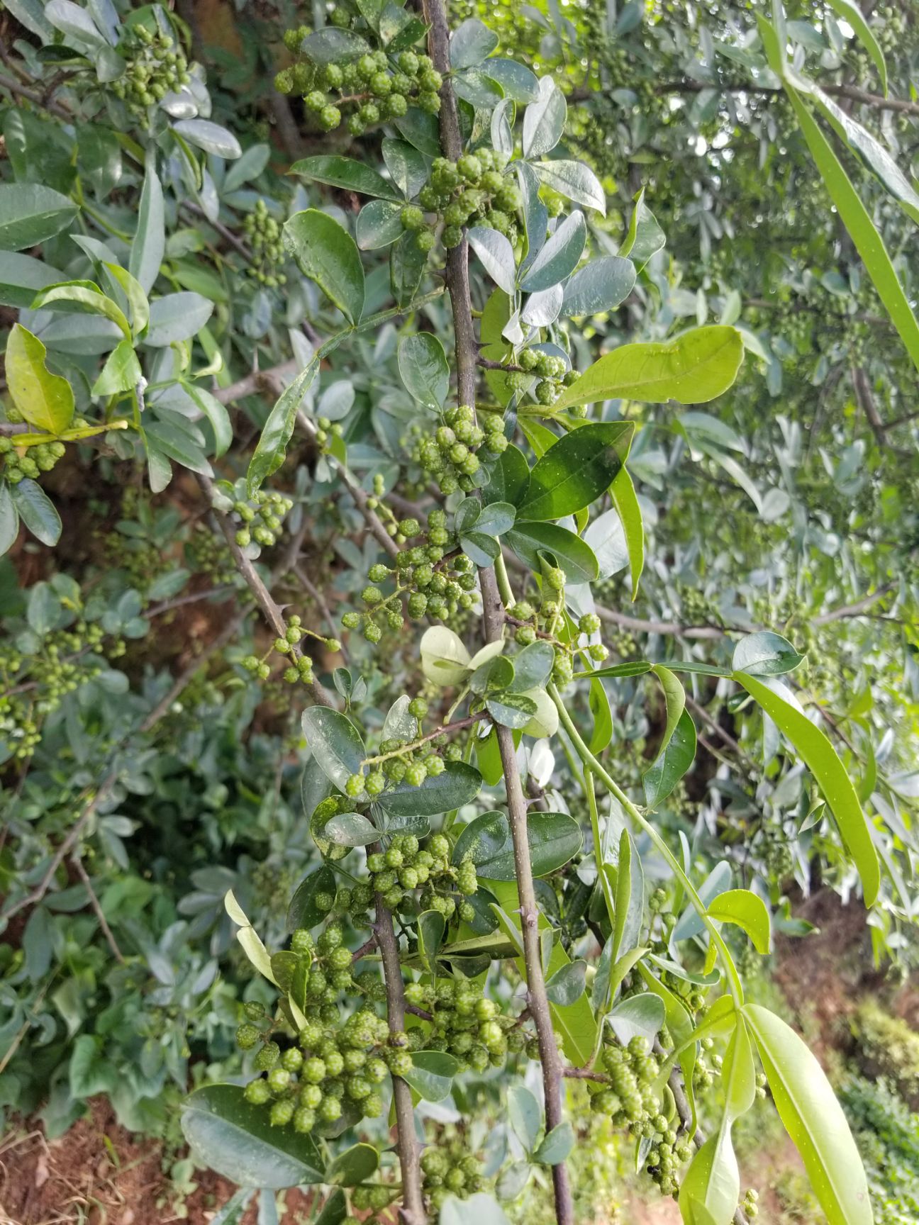 巧家县 青花椒（颗粒）
