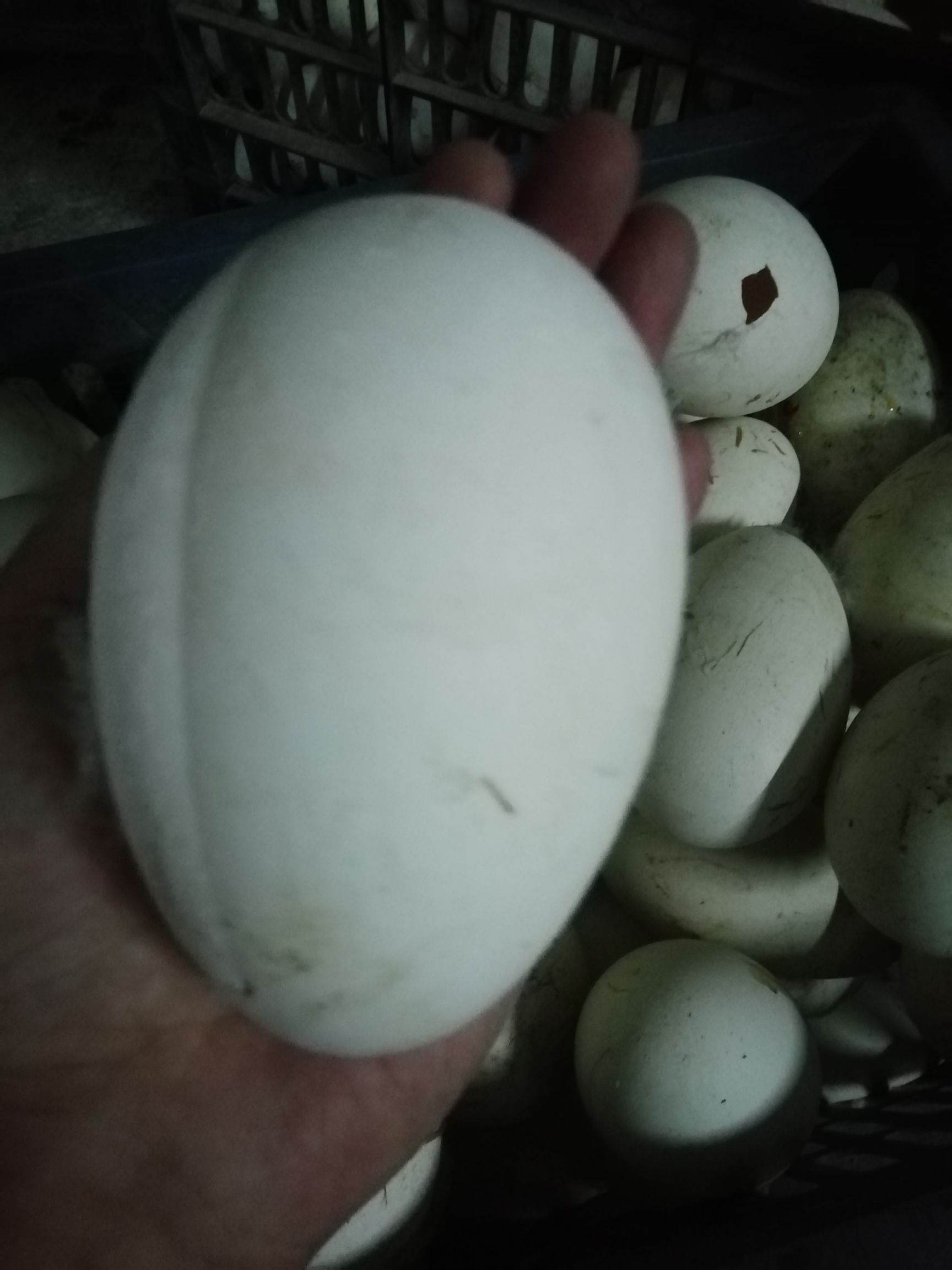  狮头鹅鹅蛋
自家鹅蛋，新鲜出售