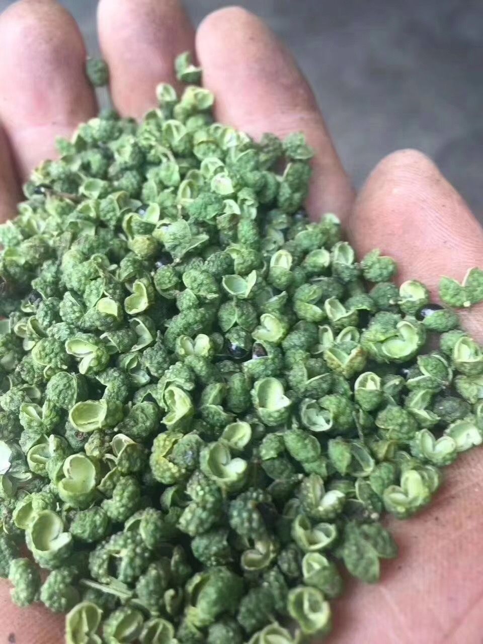  云南昭通青花椒