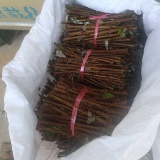 怀宁县蔓荆子苗  本种植基地长年供应蔓荆子大苗，小苗及扦插枝条！