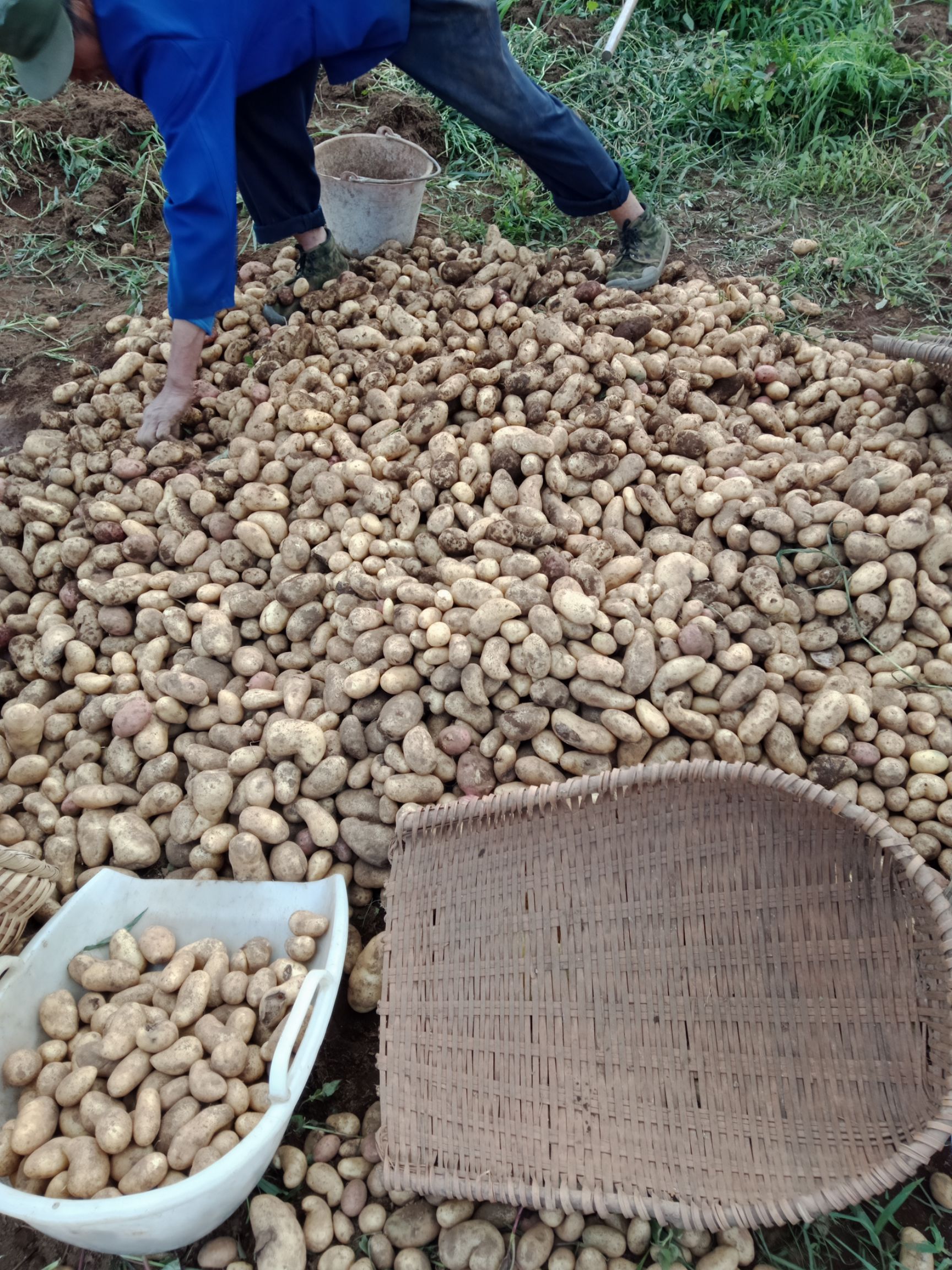 荷兰五号土豆种子 荷兰十五号脱毒土豆良种