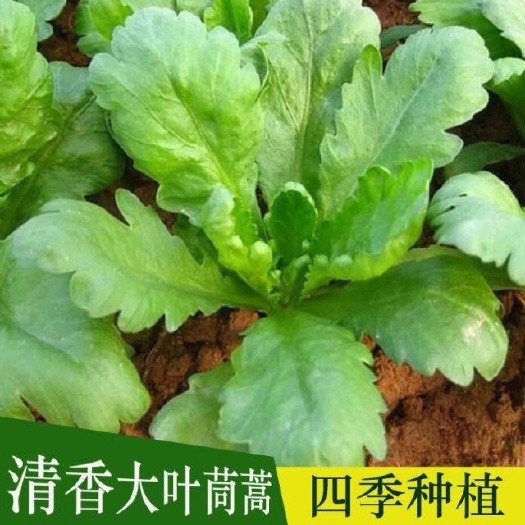 樟树市 香港大叶茼蒿种子 耐热耐湿耐雨水 叶厚味香浓口感好生长快速