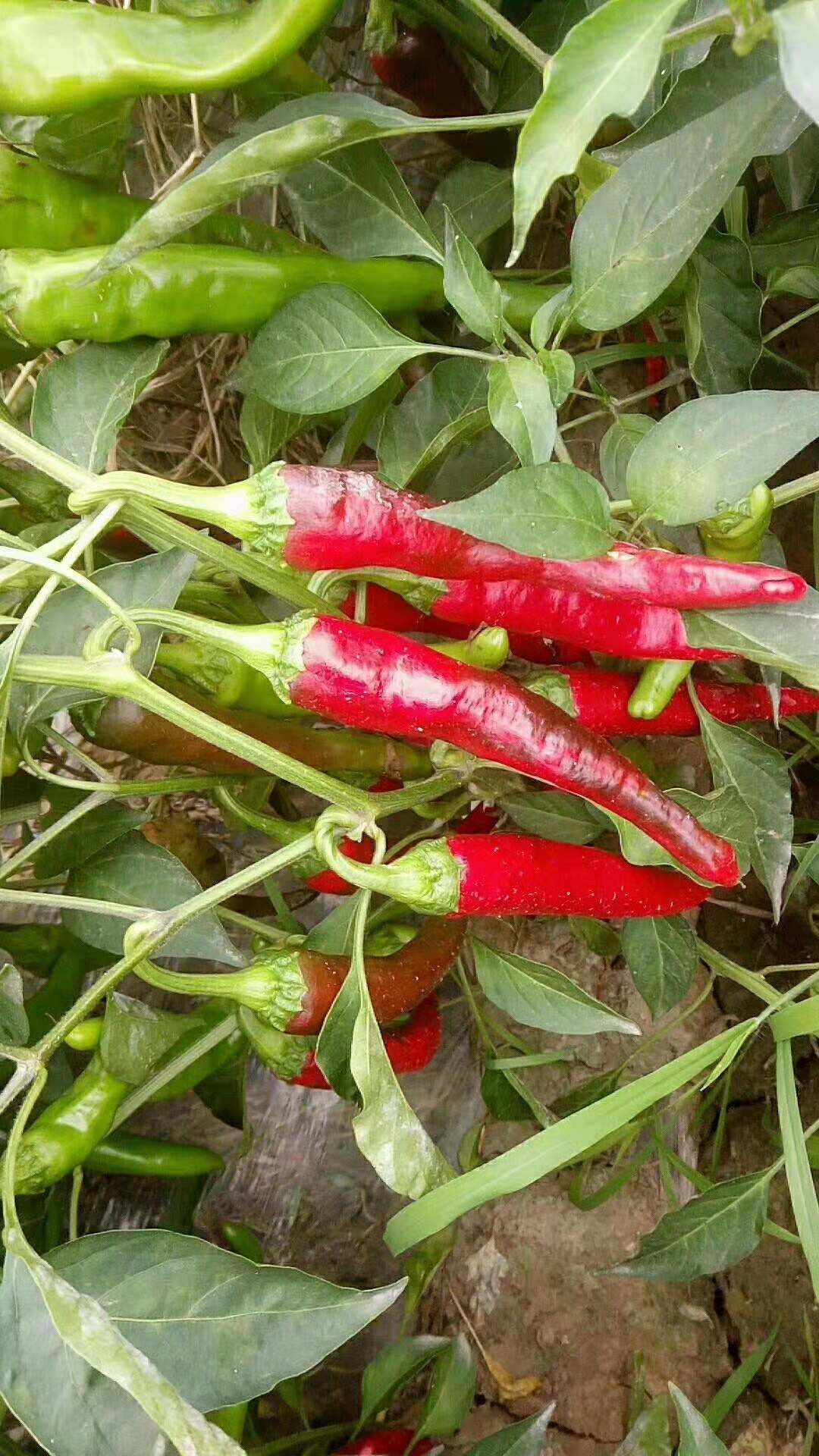 [干辣椒批发]金塔辣椒 10~15cm 微辣 红色价格2600元/吨 - 惠农网