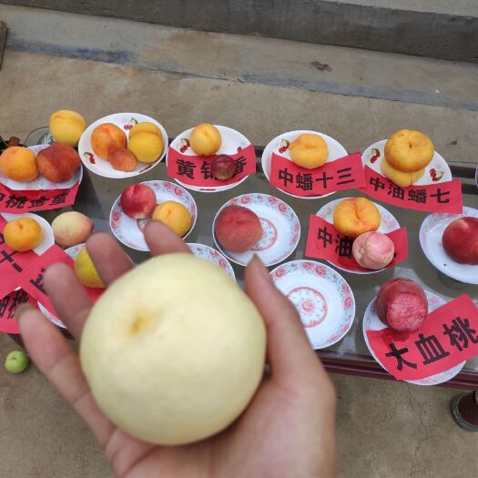 平邑县秋白桃苗  蟠桃  油桃