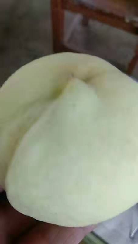 德州秋彤桃 出售秋桃，香甜。翠甜，