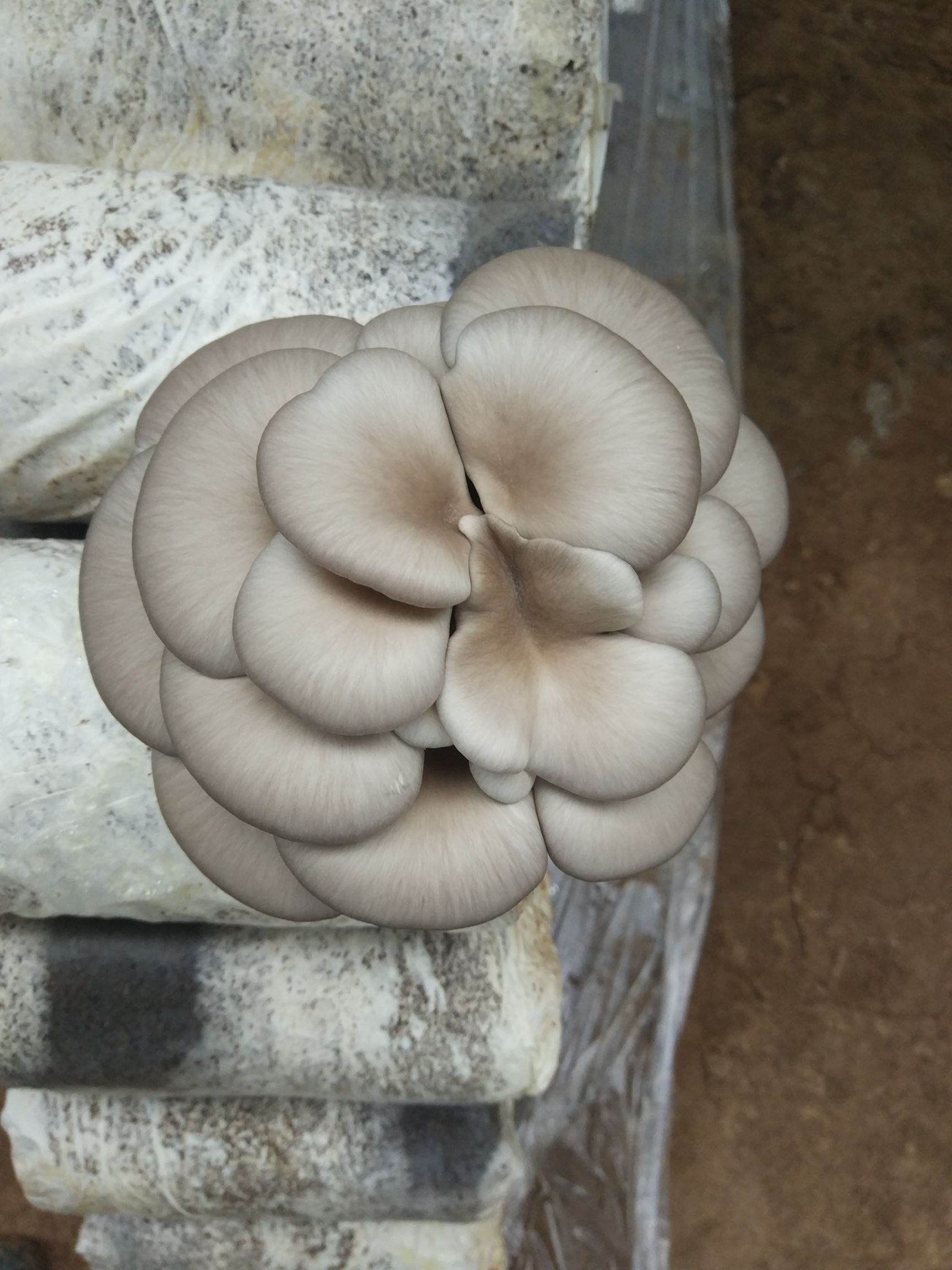 鲜平菇 6cm~8cm