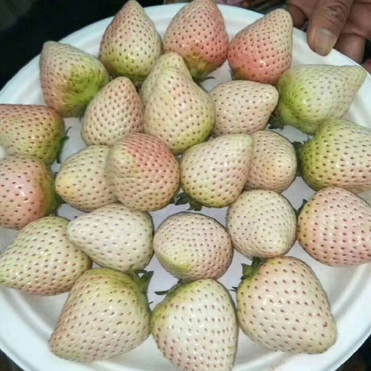 泰安小白草莓苗  口感好产量高适合南北方大棚种植