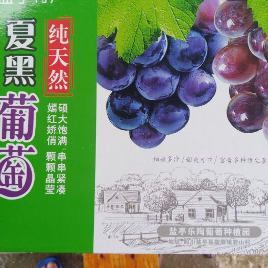 盐亭县 盐亭富驿镇碧山乐陶葡萄种植园现在夏黑无籽香甜翠葡萄上市。