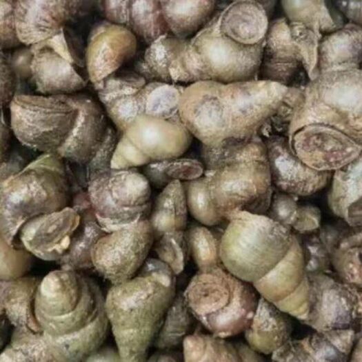 潜江市石螺  薄壳新鲜