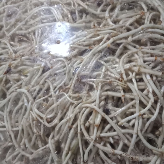 当阳市白茎鱼腥草