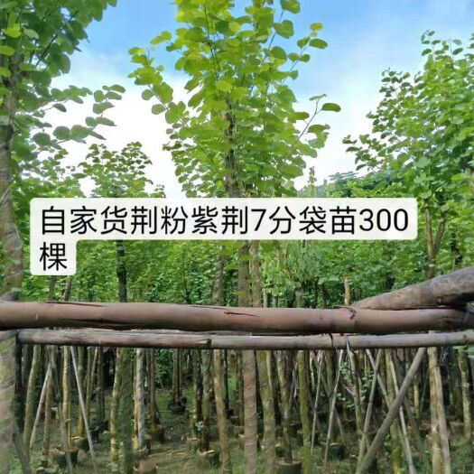 普宁市 7分的宫粉紫荆