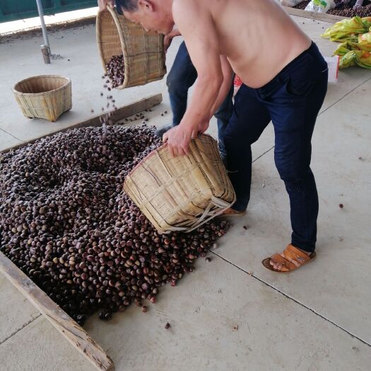 宜良县 云南板栗，炒板栗顶呱呱，视频看货，代购代收，
