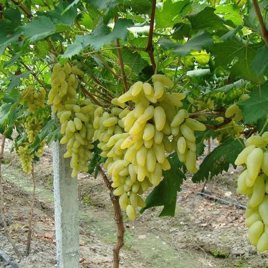 宁陵县 金手指葡萄，口感香甜爽口，颗粒大，色泽诱人