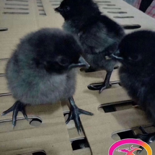 广州绿壳鸡苗  五黑绿壳蛋鸡苗