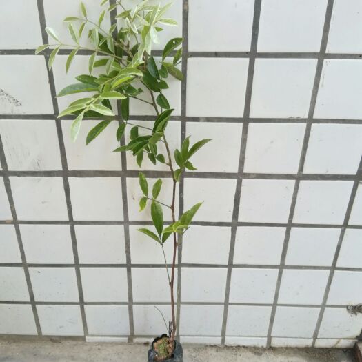 化州市 大量供应优质牛大力苗